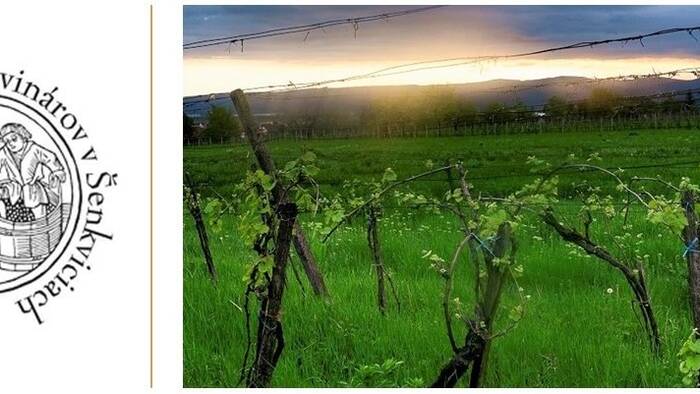 Lernen Sie das größte Weindorf unter den Kleinen Karpaten kennen-9