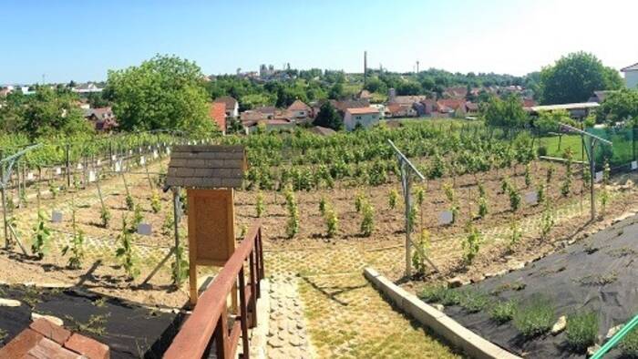 Lernen Sie das größte Weindorf unter den Kleinen Karpaten kennen-8