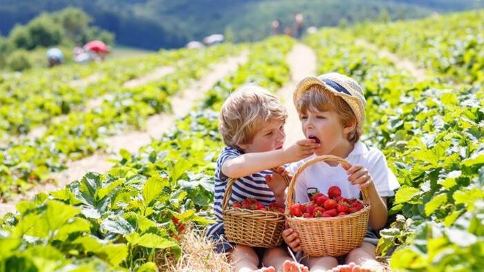Where to eat strawberries in Microregion 11 PLUS and surroundings?-7