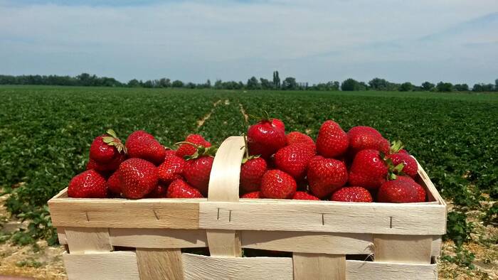 Where to eat strawberries in Microregion 11 PLUS and surroundings?-9