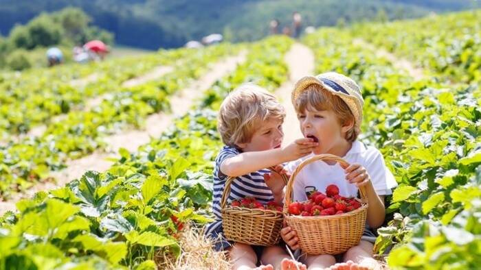 Where to eat strawberries in Microregion 11 PLUS and surroundings?-2