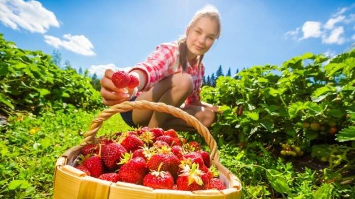 Where to eat strawberries in Microregion 11 PLUS and surroundings?-1