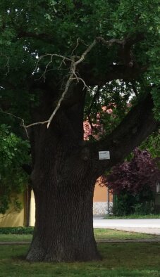 Geschützter Baum Sommereiche - Holice, Teil der Kirche Gala-4