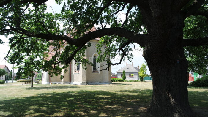 Geschützter Baum Sommereiche - Holice, Teil der Kirche Gala-2