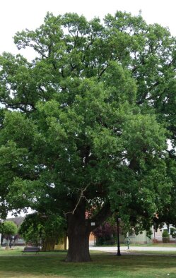 Protected tree Summer oak - Holice, part of Church Gala-3