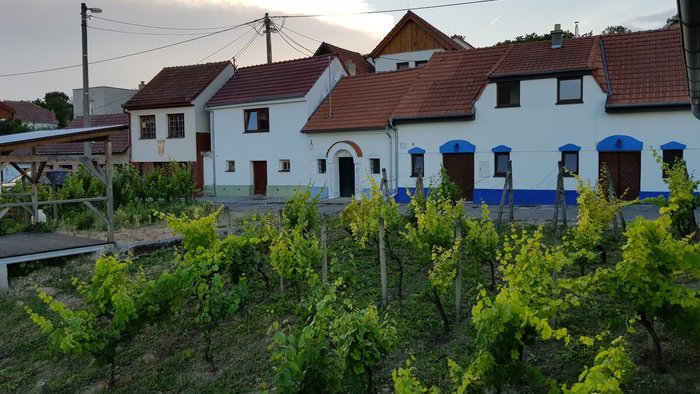Vinný sklep Kraví Hora Bořetice-10