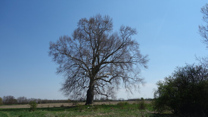 Eastern plane tree in Jelka-2