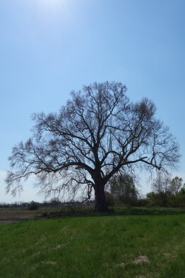Eastern plane tree in Jelka-6