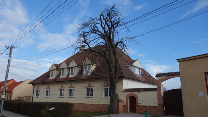 Chránený strom Pagaštan konský - Gáň-2